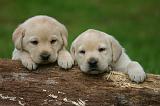 LABRADOR 1323